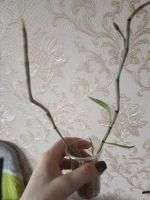 Лот: 25432449. Фото: 2. Орхидея. Den. Adastra 'Red Rose... Комнатные растения и уход