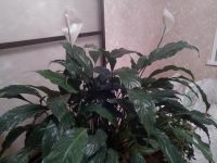 Лот: 10080226. Фото: 6. Спатифилум "Шопен"