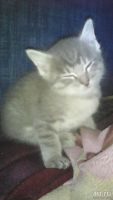 Лот: 8519111. Фото: 2. Подарю котят. Животные и уход