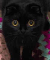 Лот: 3252904. Фото: 4. Очаровательная шотландская прямоухая... Красноярск