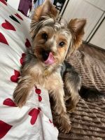 Лот: 25124090. Фото: 4. Вязка Йоркширский Терьер, случка