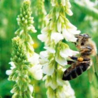 Лот: 10486474. Фото: 3. Лофант тибетский. северный женьшень... Для дачи, дома, огорода, бани, парка