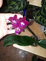Лот: 14943353. Фото: 2. Орхидея фаленопсис чернвя. Комнатные растения и уход