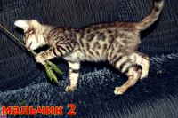 Лот: 10429352. Фото: 3. Бенгальские котята. Растения и животные