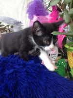 Лот: 7723020. Фото: 5. Котёночек