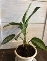 Лот: 25384298. Фото: 5. Аглаонема. Цветок удачи. N2
