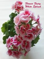 Лот: 10546029. Фото: 2. Пеларгония Flower Fairy White... Комнатные растения и уход