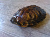 Лот: 6623870. Фото: 4. Красноухая пресноводная черепаха. Красноярск