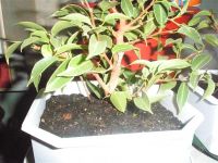 Лот: 921519. Фото: 2. Бонсай. Комнатные растения и уход