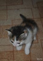 Лот: 10362774. Фото: 2. Отдам котят. Животные и уход