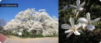 Лот: 9543742. Фото: 5. Магнолия кобус бореалис (Magnolia...