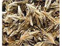 Лот: 9148529. Фото: 2. Мордовник шароголовый. Растения и животные