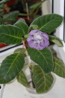 Лот: 2994160. Фото: 3. Глоксиния 18 (цветущая). Растения и животные