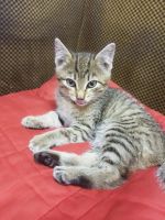 Лот: 9838410. Фото: 2. Котенок-тигренок ищет дом. 89048951337. Животные и уход
