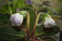 Лот: 4287522. Фото: 5. Глоксиния махровая (зацветает)