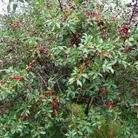 Лот: 8651324. Фото: 3. Саженцы вишня "Владимирская". Для дачи, дома, огорода, бани, парка
