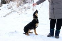 Лот: 15398930. Фото: 5. Щенок девочка в добрые руки
