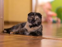 Лот: 3920395. Фото: 3. Кошка шотландская вислоухая. Растения и животные
