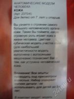Лот: 421229. Фото: 3. Анатомические модели человека... Дети растут