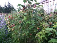 Лот: 12336251. Фото: 5. Рябинино,Земельный участок 10...