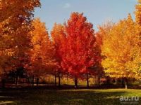 Лот: 9673639. Фото: 3. Клён сахарный ( Acer saccharum... Для дачи, дома, огорода, бани, парка