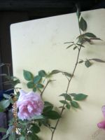 Лот: 5721772. Фото: 5. роза цветет розовым