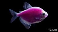 Лот: 10794329. Фото: 2. Тернеция glofish (фиолетовая). Аквариумистика