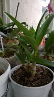 Лот: 11597549. Фото: 2. Продам орхидею дендробиум. Комнатные растения и уход