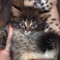 Лот: 11692141. Фото: 3. котеночек. Растения и животные