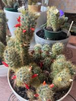 Лот: 19669965. Фото: 3. Кактус Маммилярия. Растения и животные