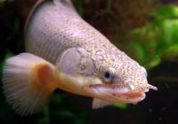 Лот: 19987295. Фото: 2. Полиптерус сенегальский (Polypterus... Аквариумистика