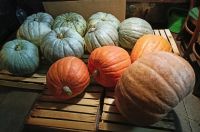 Лот: 23957818. Фото: 2. Тыква. Продукты