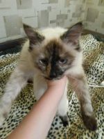 Лот: 7841696. Фото: 3. Сиамская пушистая кошечка ищет... Растения и животные