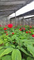 Лот: 4869876. Фото: 9. Жень-шень. Стратифицированные...