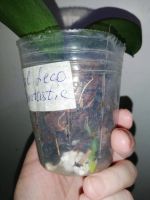 Лот: 19219205. Фото: 3. Орхидея фаленопсис, детка. Растения и животные