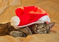 Лот: 2375986. Фото: 3. Котенок ищет хозяев!. Растения и животные