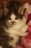 Лот: 3456814. Фото: 5. Котеночек с буквой М на мордочке...