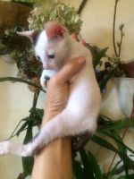 Лот: 18298851. Фото: 4. Котенок Корниш рекс мальчик 2... Красноярск