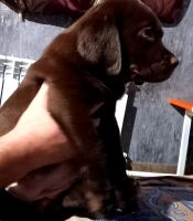 Лот: 21038571. Фото: 2. Щенки лабладора ретривер шоколадного. Животные и уход
