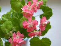 Лот: 4488617. Фото: 3. Пеларгония Mimi,махровая карликовая... Растения и животные