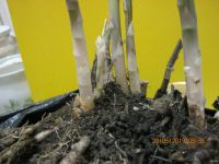 Лот: 13696768. Фото: 5. спаржа №12