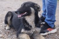 Лот: 16184077. Фото: 4. Отдам собаку на охрану или для... Красноярск