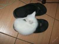 Лот: 2927001. Фото: 2. Котенок (КОТ) Ангорский, Чисто... Животные и уход