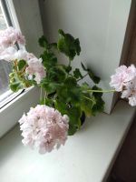Лот: 20230186. Фото: 3. Пеларгония Granny Barter (укорененный... Растения и животные