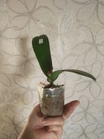 Лот: 16402423. Фото: 3. Орхидея Фаленопсис сортMiki Magic... Растения и животные