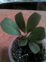 Лот: 12045951. Фото: 2. язычковый фикус.......... Комнатные растения и уход