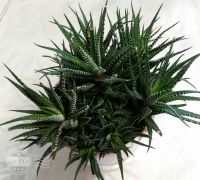 Лот: 11793056. Фото: 3. Хавортия 2. Растения и животные