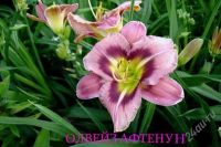 Лот: 836433. Фото: 2. Лилейник "Alwase afternoon" (последний... Семена, рассада, садовые растения