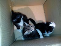 Лот: 3394175. Фото: 2. котики. Животные и уход