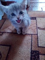 Лот: 10008826. Фото: 2. Отдам котят,2 месяца в хорошие... Животные и уход